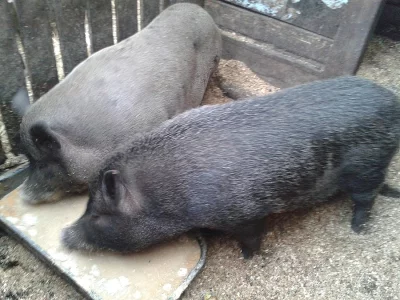 Prodám zakrslá prasátka